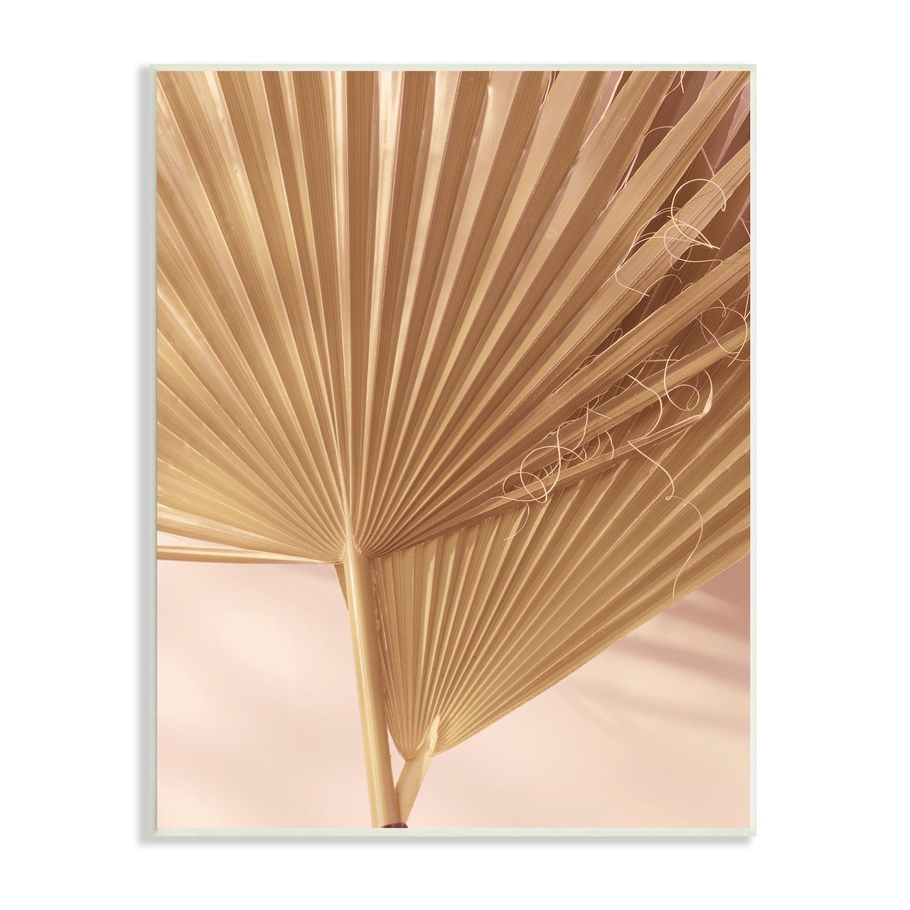 Stupell Industries Two Palm Fronds Sun Bleached Photography Tropical Plants Wall Plaque